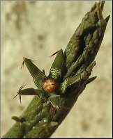Rhytidocaulon macrolobum